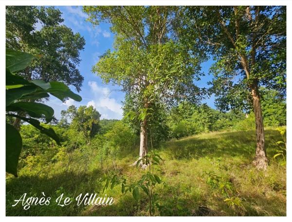 Terrain de 2 983 m2 à Bouillante