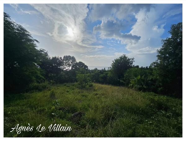 Terrain de 2 983 m2 à Bouillante