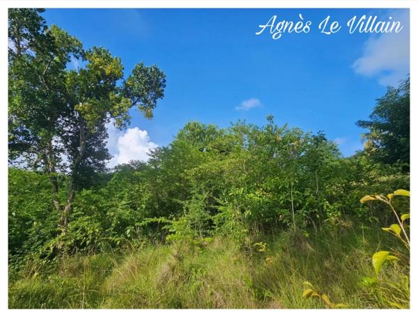 Terrain de 2 983 m2 à Bouillante