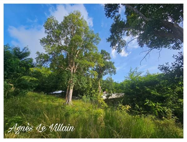 Terrain de 2 983 m2 à Bouillante
