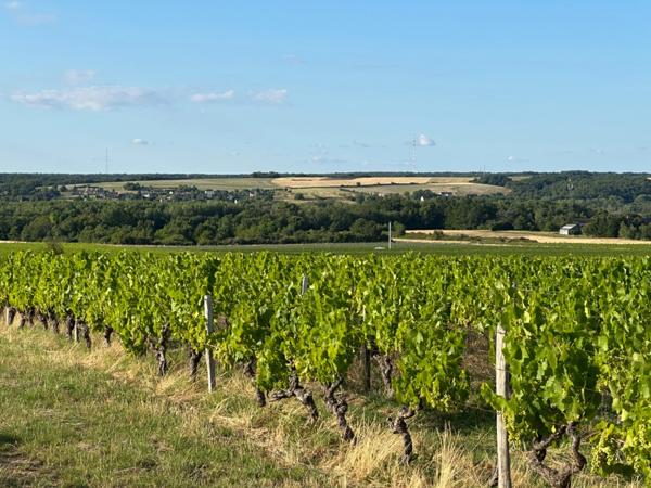 Vente Vignes AOP Touraine proche de Chenonceaux.