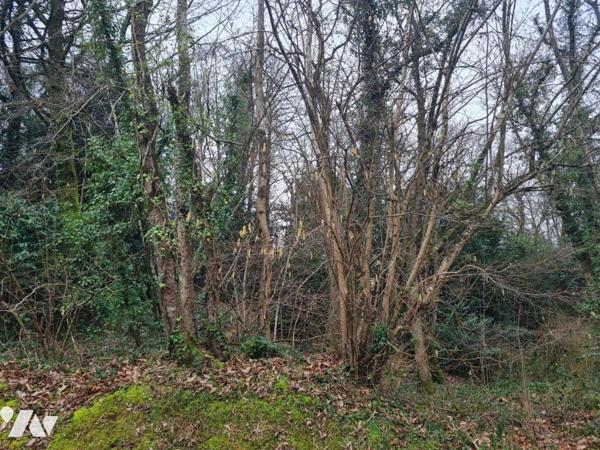 À Vendre à Rohan Terrain à bâtir en partie boisé situé à pied des commodités et services 