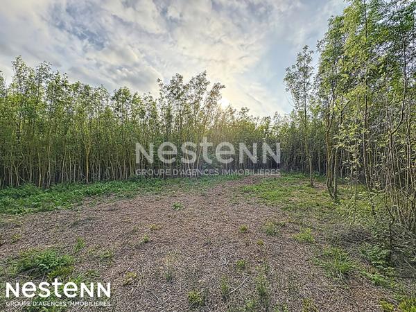 Terrain agricole et de loisirs de 4 558 m² -cadre boisé, puits, cabanon en dur cadastré de 14 m² - Narbonne