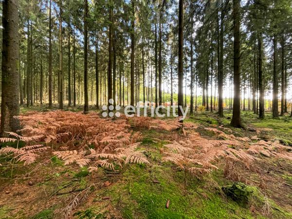 Terrain
        
        - 677 m² 24 664 € *