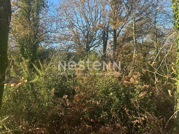 Terrain boisé non constructible à Questembert 1.6 hectares