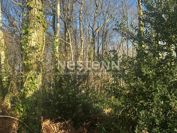 Terrain boisé non constructible à Questembert 1.6 hectares