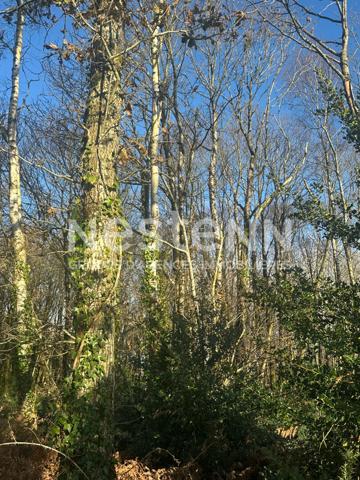 Terrain boisé non constructible à Questembert 1.6 hectares