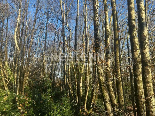 Terrain boisé non constructible à Questembert 1.6 hectares