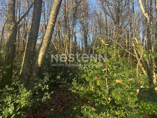 Terrain boisé non constructible à Questembert 1.6 hectares