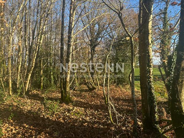 Terrain boisé non constructible à Questembert 1.6 hectares