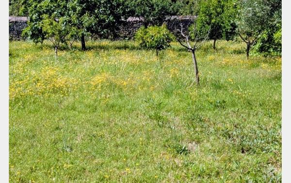 Vente Terrain plat - arboré et constructible Arles-sur-tech