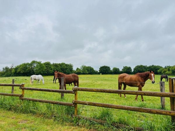 Maison à vendre 10 pièces LA GUERCHE SUR L'AUBOIS (18)
