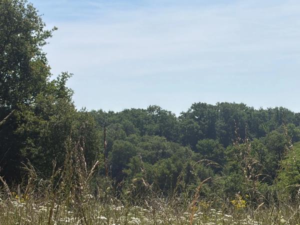 Nogaro(32) 7 km, ANCIENNE METAIRIE GASCONNE, 5 ha, au bout d'un long chemin, CACHEE, SANS VIS A VIS, 5 ha de bois et terres, AU CALME, dépendances, rare