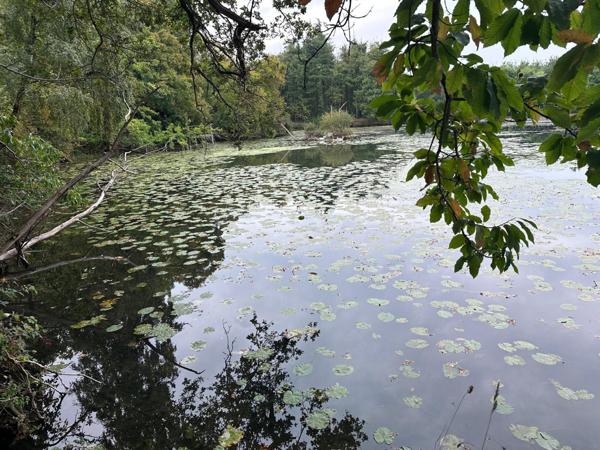 Propriété de chasse,maison,foret,étang sur 8.5 ha