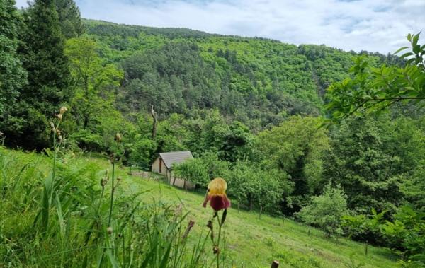 Vente Maison demeure Cévenole au charme Saint-etienne-vallee-francaise