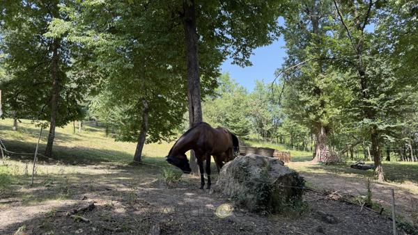 Propriété de caractère avec activité de gîtes sur environ 10 hectares .