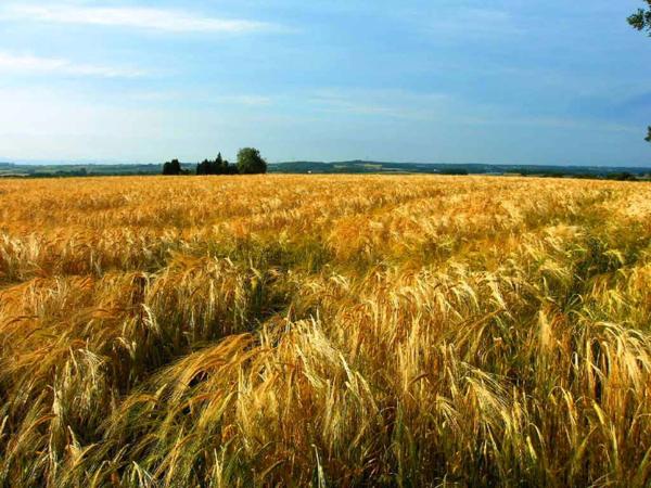 Beau T3 RILLIEUX LA PAPE (69)