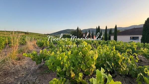 Domaine Viticole d’Exception dans le Beaujolais