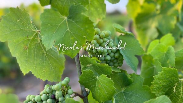 Domaine Viticole d’Exception dans le Beaujolais