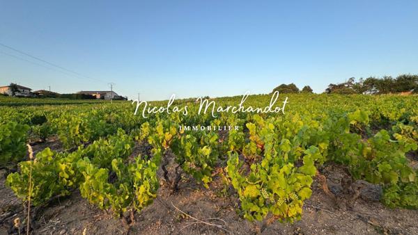 Domaine Viticole d’Exception dans le Beaujolais