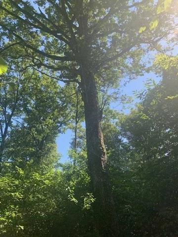 Maison à rénover avec dépendance + bois