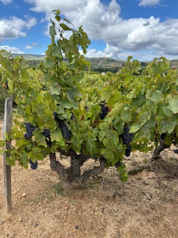 A vendre- Parcelle viticole en CRU BEAUJOLAIS- VILLAGES PRUZILLY (71)