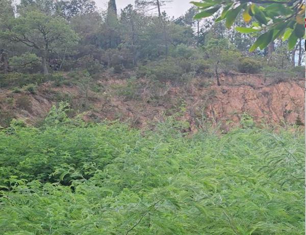 Terrain à bâtir dans le Parc Résidentiel de l'Estérel Mandelieu 21850 m2