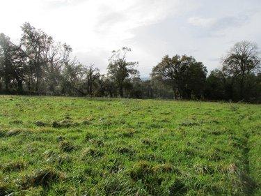 Terrain de loisirs - Bois - Etang à vendre à Carhaix-Plouguer dans le Finistère (29270), ref : 29064-938253