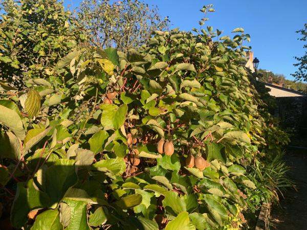Jardin avec accès à la rivière