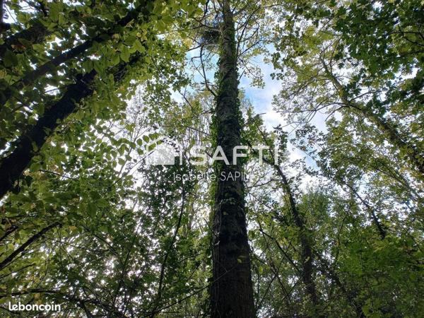 Petit bois proche du plan d'eau de Jaunay-Clan