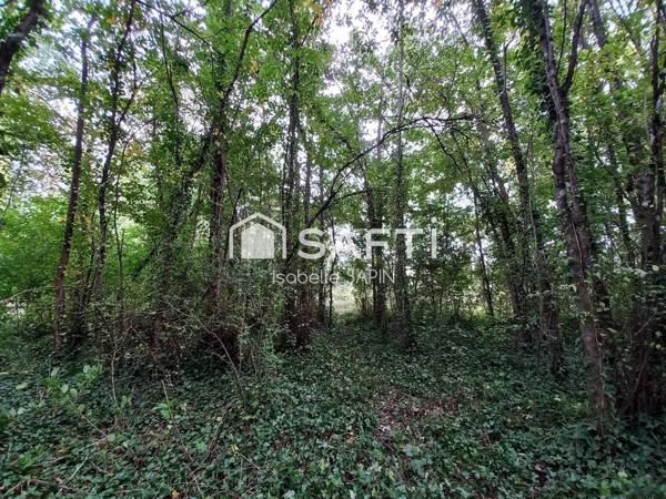 Petit bois proche du plan d'eau de Jaunay-Clan