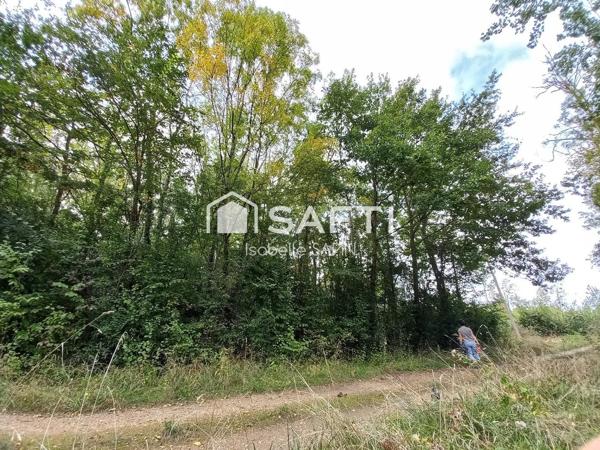 Petit bois proche du plan d'eau de Jaunay-Clan