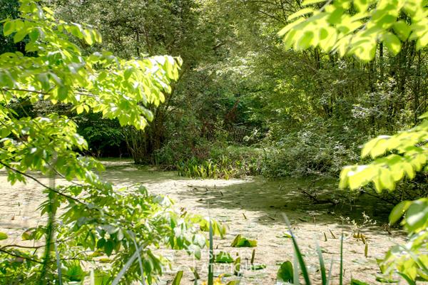 Château historique avec son parc arboré au coeur de la ville