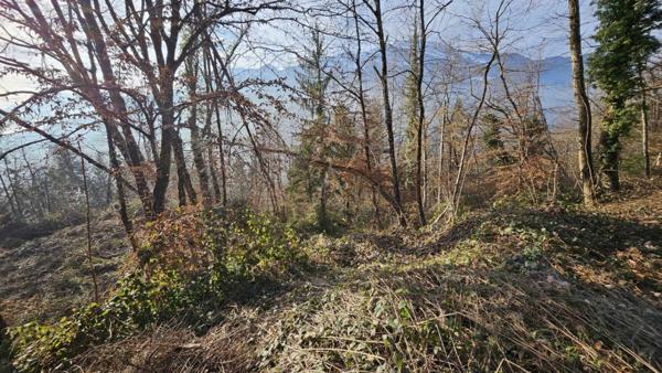 EXCLUSIVITE CESARCHES (73200) : TERRAIN FORESTIER DE 3.81 HECTARES