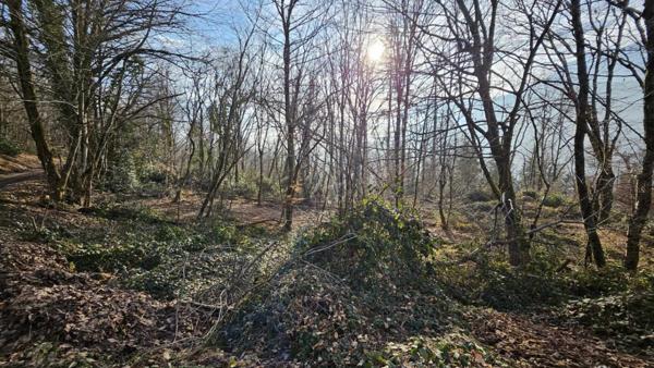 EXCLUSIVITE CESARCHES (73200) : TERRAIN FORESTIER DE 3.81 HECTARES