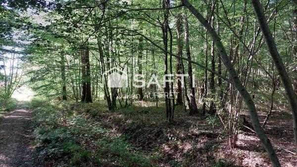 Belle parcelle de bois entretenue