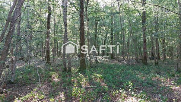 Belle parcelle de bois entretenue