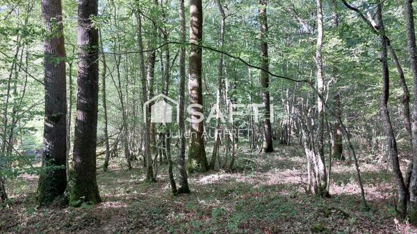 Belle parcelle de bois entretenue