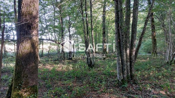 Belle parcelle de bois entretenue