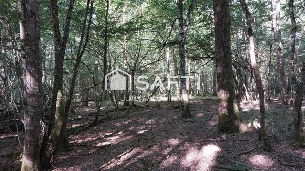 Belle parcelle de bois entretenue