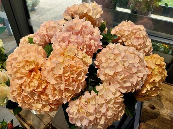 SECTEUR SAINTES - FLEURISTE, PLANTES, DECORATION