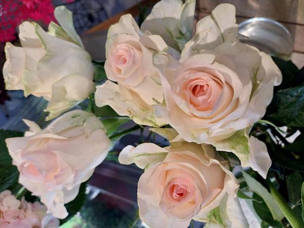 SECTEUR SAINTES - FLEURISTE, PLANTES, DECORATION