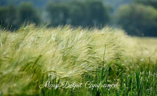 Terrain à vendre de 10 000,00 m² CLAIRA (66) Terrain Agricole ou de loisir entre Bompas et Claira