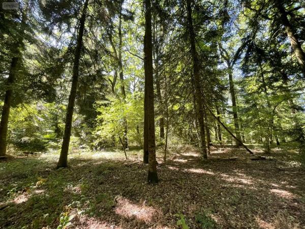 Achat - Terrain de loisirs, bois, étangs Alençon 61000 299300 m 2