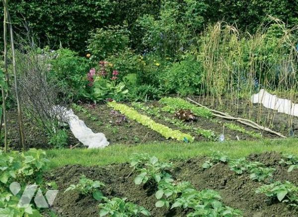 Parcelles de jardin avec dépendances