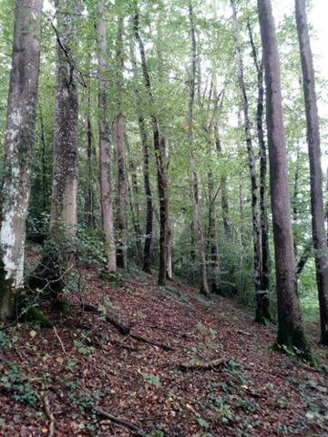 Bois à vendre à Saint-Thomas-de-Courceriers en Mayenne (53160), ref : 925 Bois à vendre à Saint-Thomas-de-Courceriers en Mayenne (53160), ref : 925