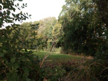 Bois à vendre à Saint-Thomas-de-Courceriers en Mayenne (53160), ref : 925 Bois à vendre à Saint-Thomas-de-Courceriers en Mayenne (53160), ref : 925