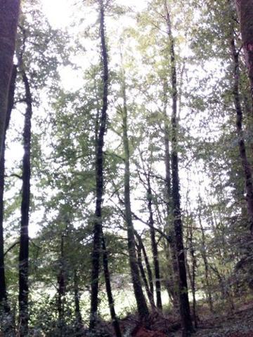 Bois à vendre à Saint-Thomas-de-Courceriers en Mayenne (53160), ref : 925 Bois à vendre à Saint-Thomas-de-Courceriers en Mayenne (53160), ref : 925