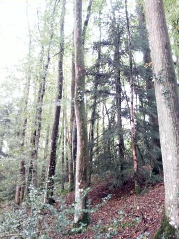 Bois à vendre à Saint-Thomas-de-Courceriers en Mayenne (53160), ref : 925 Bois à vendre à Saint-Thomas-de-Courceriers en Mayenne (53160), ref : 925