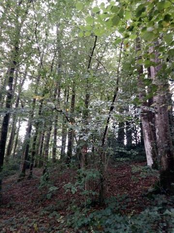 Bois à vendre à Saint-Thomas-de-Courceriers en Mayenne (53160), ref : 925 Bois à vendre à Saint-Thomas-de-Courceriers en Mayenne (53160), ref : 925